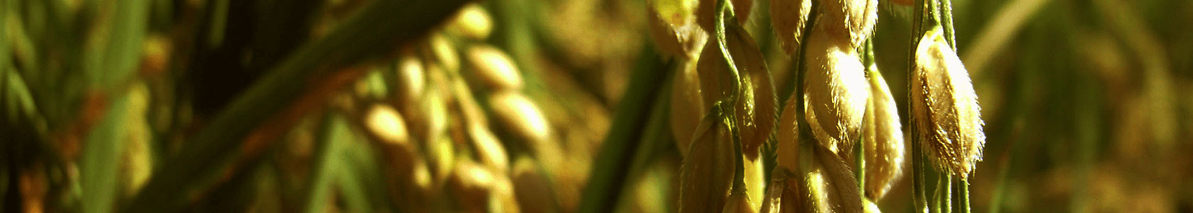 香蕉网视频在线观看,西安西安香蕉网视频在线观看生态农产品有限公司,香蕉网视频在线观看生态农业,生态农业,香蕉网视频在线观看生态